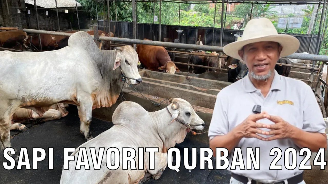 
                                 Sapi-Favorit-Qurban-2024
